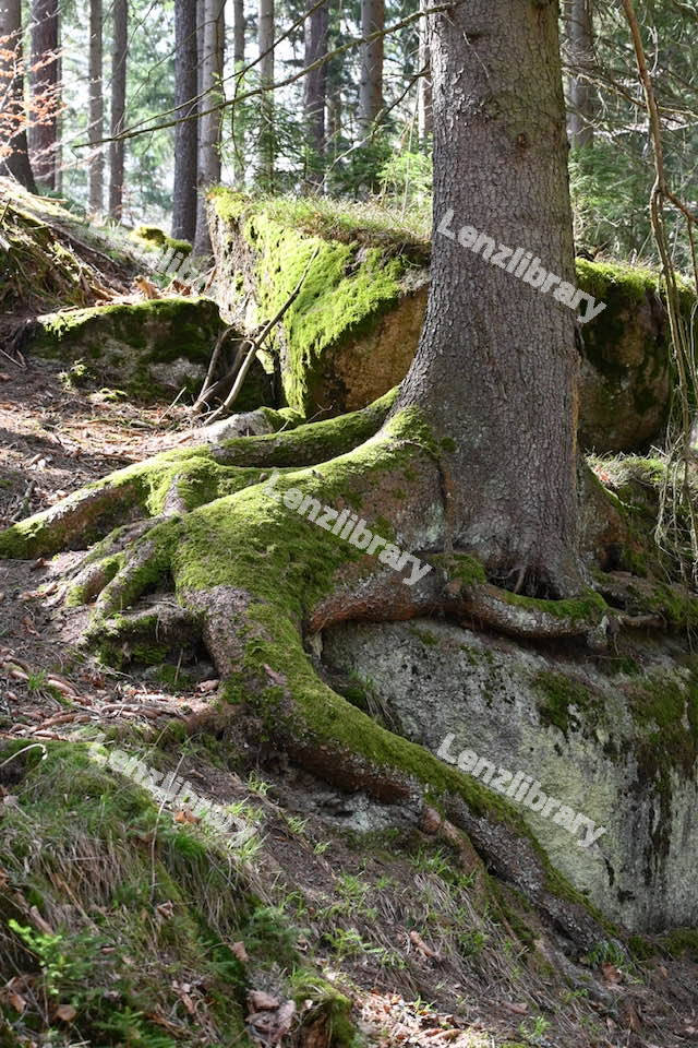 A Big Tree Root